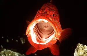 Grouper: CORAL GROUPER -Mouth wide open, indicating willingness