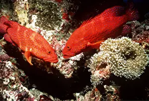 Grouper: CORAL GROUPER - pair at cleaning station