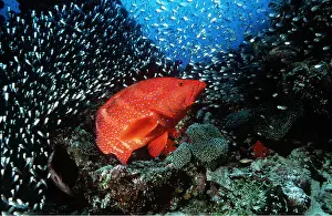 Grouper: CORAL GROUPER - with shoal of small fish