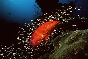 Grouper: CORAL GROUPER - swimming with small fish