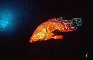 Grouper: CORAL GROUPER - SWIMS IN DARK