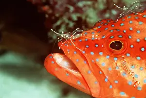 Mouths: CORAL GROUPER - using service of cleaner shrimp
