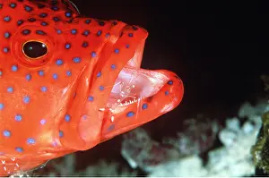 Mouths: CORAL GROUPER - Using service of a cleaner shrimp