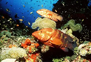 Grouper: CORAL GROUPERS in coral reef scene