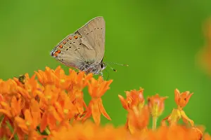 Satyrium: Coral Hairstreak (Satyrium titus) on Butterfly Milkweed