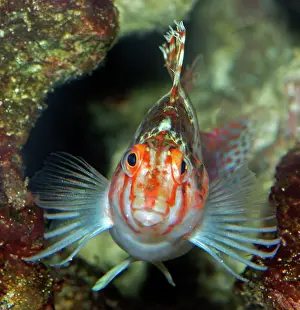 Hawkfish: Coral Hawkfish