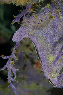 Porifera: Coral Killing Sponge - on Penguins Wing Oyster