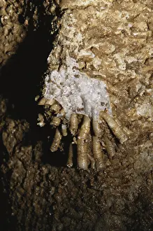 Mammoth: Coral in Mammoth Cave