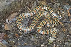 Martii: Coral Mud Snake (Hydrops martii)