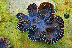 Sudthailand: Coral, Phang Nga Coastal Fisheries Research and