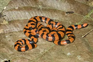 Pipe: Coral Pipesnake (Anilius scytale)