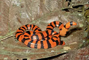 Pipe: Coral Pipesnake (Anilius scytale)