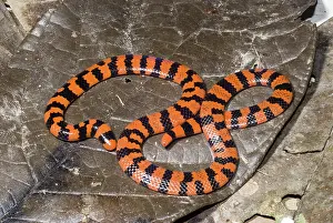 Pipe: Coral Pipesnake (Anilius scytale)