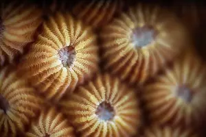 Polyps: Coral polyp detail, Mayotte
