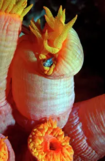 Polyps: Coral Polyp - feeding on a fish, night