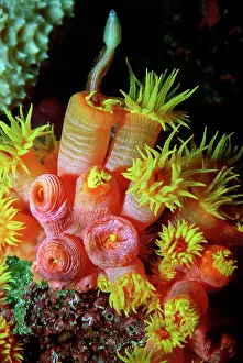 Polyps: Coral polyp. - Night. Feeding on polychat worm