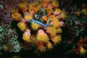 Polyps: Coral polyp - Night, Polyp stinging small fish