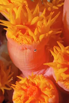Tubastrea: Coral Polyp / Tubastrea - eating a small fish