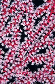 Polyps: Coral with polyps