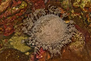 Polyps: Coral Polyps - Caught in the act of retracting