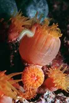 Polyps: Coral polyps - Night. Feeding on polychate worm