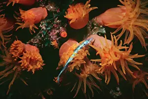 Polyps: Coral polyps - Night, Polyp stinging small fish
