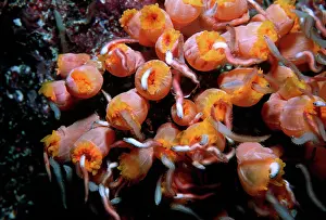 Attracted: Coral polyps, - Night. Worms attracted by camera