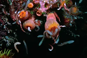 Attracted: Coral polyps. - Night. Worms attracted by camera