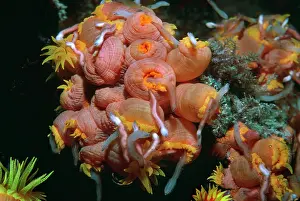 Attracted: Coral polyps - Night. Worms attracted by camera