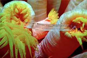 Polyps: Coral polyps - Two polyps fighting over small fish, night