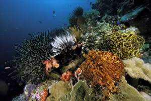 Stuart: Coral reef