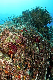 Pseudanthias: Coral Reef - covered by fishing net