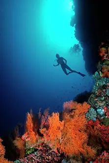 Meters: Coral Reef - diver 30 meters down on drop off
