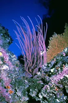 Corals: Coral Reef Scene