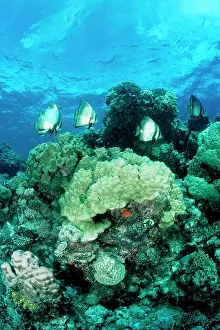 Batfishes: Coral reef scene of hard and soft corals with Pinnate