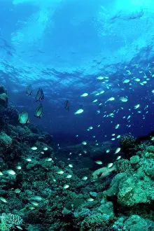 Batfishes: Coral reef scene of hard and soft corals with Pinnate