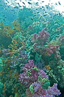 Anthias: Coral reef scene on a healthy reef - with Soft