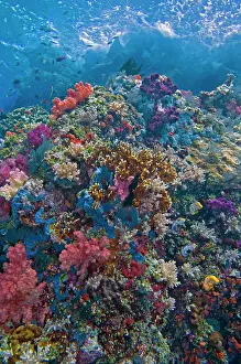 Ascidians: Coral reef scene - rich tropical reef with Sponges