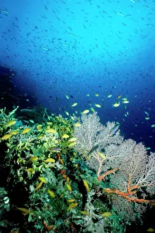 Anthias: Coral reef scene with Threadfin anthias (Pseudanthias