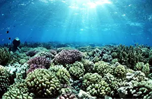 Rays: CORAL REEF - Shafts of sunlight breaking through