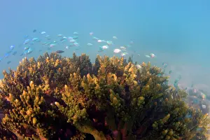 Sunrays: Coral reef - sunrays reach colourful corals and