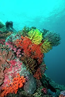 Sponges: Coral reef - Underwater scene of coral reef with