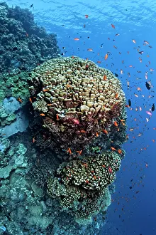 Dome: Coral reef wall with large dome coral (Portes nodifera)