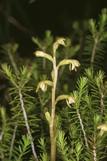 Root: Coral Root Orchid - in flower