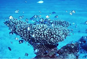 Reefs: CORAL ON SAND - Coral Sea 45ft
