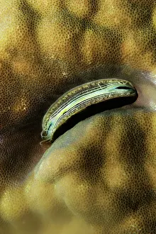Molluscan: Coral Scallop