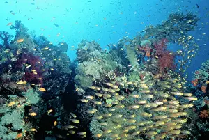 Cardinals: Coral Scene - Cardinal fish, in hard coral garden
