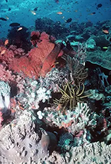 Valerie & Ron Taylor: CORAL SCENE - WITH FISH