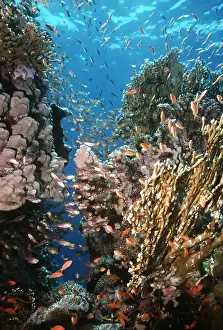 Valerie & Ron Taylor: CORAL SCENE - WITH FISH