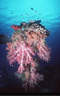 Valerie & Ron Taylor: CORAL SCENE - WITH FISH